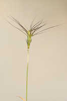 Ovate goatgrass; Aegilops geniculata; Aegilops ovata