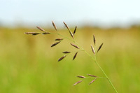 Beemdlangbloem - Meadow Fescue - Festuca pratensis