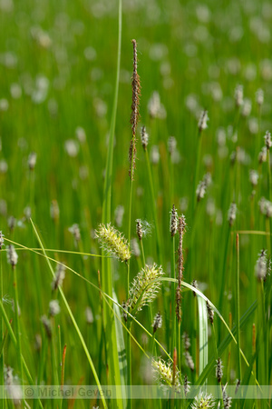 Blaaszegge; Bladder Sedge; Carex vesicaria