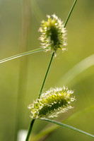 Blaaszegge - Bladder Sedge - Carex vesicaria