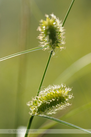 Blaaszegge; Bladder Sedge; Carex vesicaria;