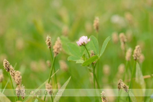 Basterdklaver; Swedish clover; Trifolium hybridum