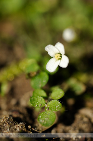 Eenbloemige Veldkers; New Zealand Bittercress; Cardamine corymbo