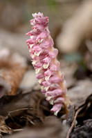 Bleke Schubwortel -  Common Toothwort - Lathracea squamaria