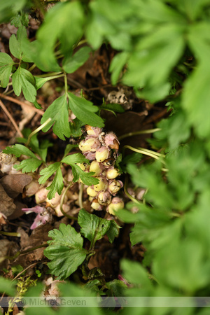 Bleke schubwortel; Common Toothwort; Lathraea squamaria