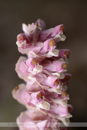 Bleke Schubwortel; Common Toothwort; Lathracea squamaria