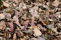 Bleke Schubwortel; Common Toothwort; Lathracea squamaria