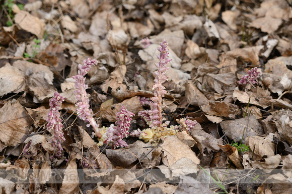 Bleke Schubwortel; Common Toothwort; Lathracea squamaria