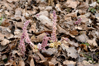 Bleke Schubwortel; Common Toothwort; Lathracea squamaria