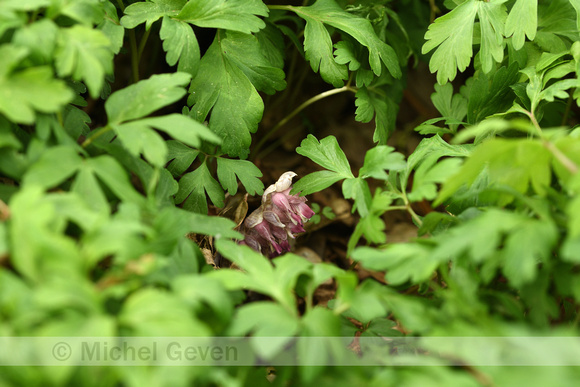 Bleke schubwortel; Common Toothwort; Lathraea squamaria