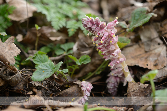 Bleke Schubwortel; Common Toothwort; Lathracea squamaria