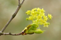 Noorse esdoorn; Norway Maple; Acer platanoides