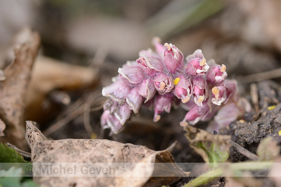 Bleke Schubwortel; Common Toothwort; Lathracea squamaria