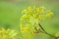 Noorse esdoorn; Norway Maple; Acer platanoides