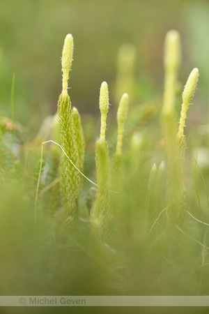 Lycopodium clavatum monostachyon