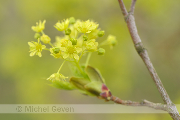 Noorse esdoorn; Norway Maple; Acer platanoides