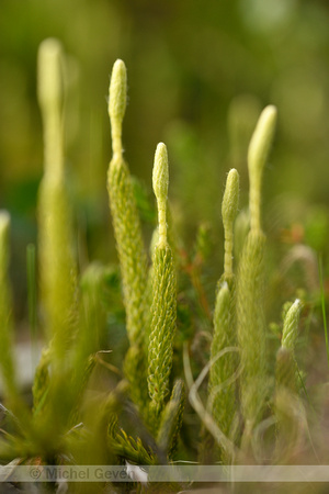 Lycopodium clavatum monostachyon