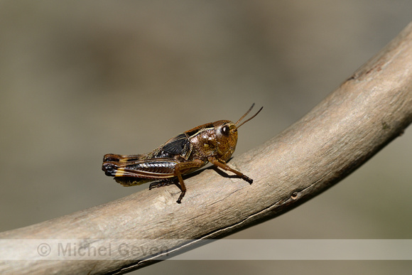 Dwergsprinkhaan; Common maquis Grasshopper; Pezotettix giornae