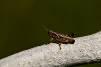 Dwergsprinkhaan; Common Maquis grasshopper; Pezotettix giornae