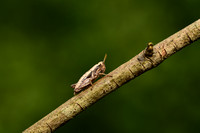 Dwergsprinkhaan; Common Maquis Grasshopper; Pezotettix giornae