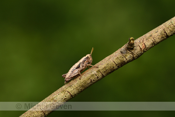 Dwergsprinkhaan; Common Maquis Grasshopper; Pezotettix giornae