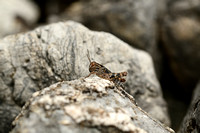 Dwergsprinkhaan; Common maquis Grasshopper; Pezotettix giornae