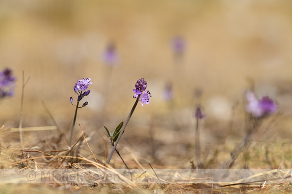 Herfststerhyacint; Autumn Squill; Prospero autumnale