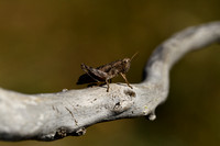 Dwergsprinkhaan; Common Maquis grasshopper; Pezotettix giornae