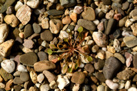 Winterpostelein; Spring Beauty; Claytonia perfoliata
