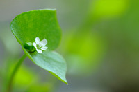 Witte Winterpostelein; Spring Beauty; Claytonia perfoliata