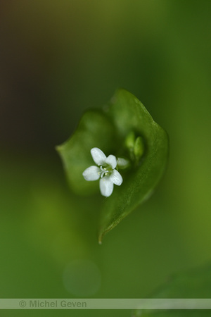 Winterpostelein; Spring Beauty; Claytonia perfoliata