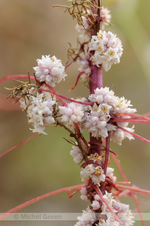 Cuscuta planiflora