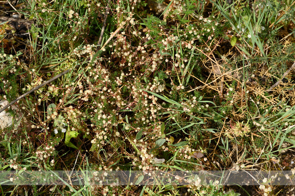 Cuscuta planiflora