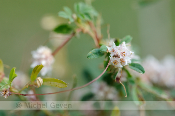 Cuscuta planiflora