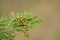 Savin Juniper; Juniperus sabina