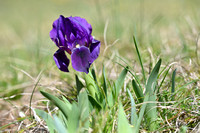 Gele dwerglis; Crimean Iris; Iris lutescens