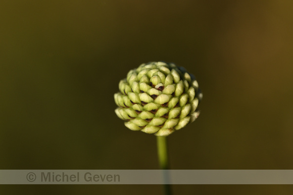 Cephalaria leucantha