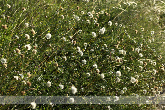 Cephalaria leucantha