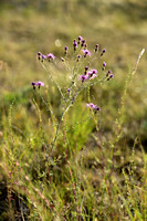Rijncentaurie; Spotted knapweed; Centaurea stoebe