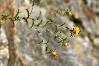 Carlina hispanica subsp. hispanica