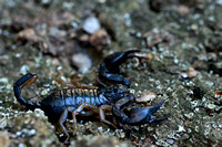 Europese zwarte schorpioen; European yellow-tailed scorpion; Euscorpius flavicaudis
