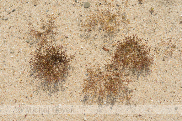 Uitstaande vetmuur; Annual Pearlwort; Sagina apetala subsp. erecta