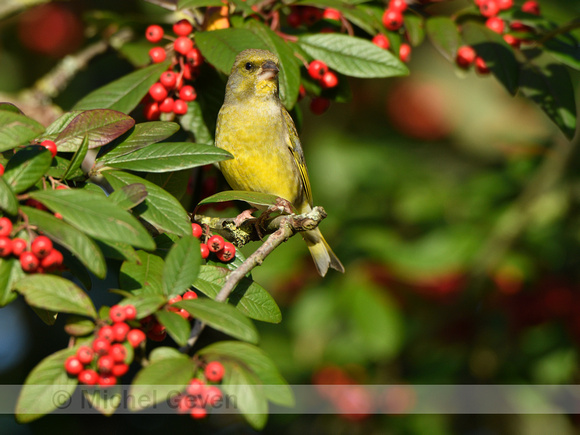 Groenling; Greenfinch; Chloris chloris