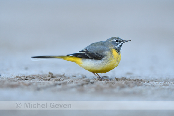 Grote Gele Kwikstaart; Grey Wagtail; Motacilla cinerea