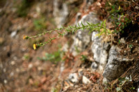 Carlina hispanica subsp. hispanica