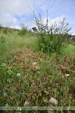 Cuscuta planiflora