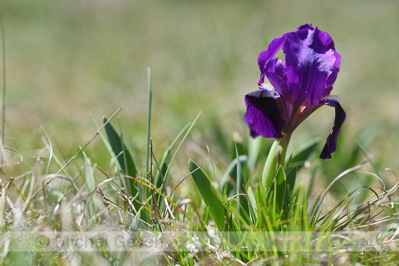 Gele dwerglis; Crimean Iris; Iris lutescens