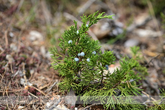 Sabijnse Jeneverbes; Savin Juniper; Juniperus sabina
