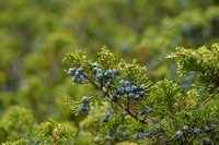 Savin Juniper; Juniperus sabina
