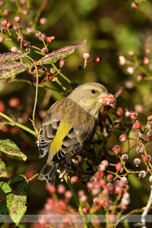 Groenling; Greenfinch; Chloris chloris